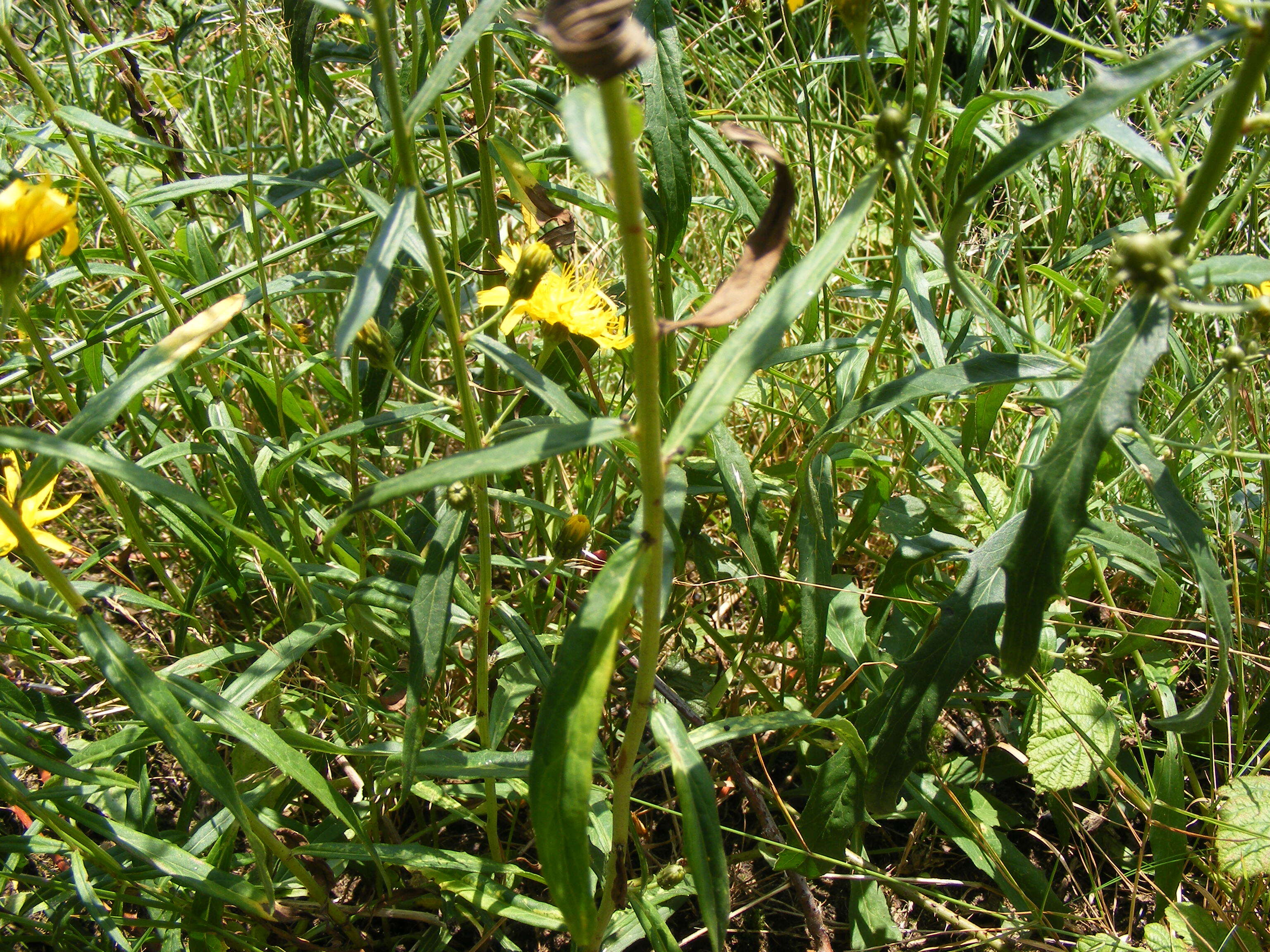 Слика од Hieracium umbellatum L.
