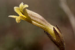 Image of clustered broomrape