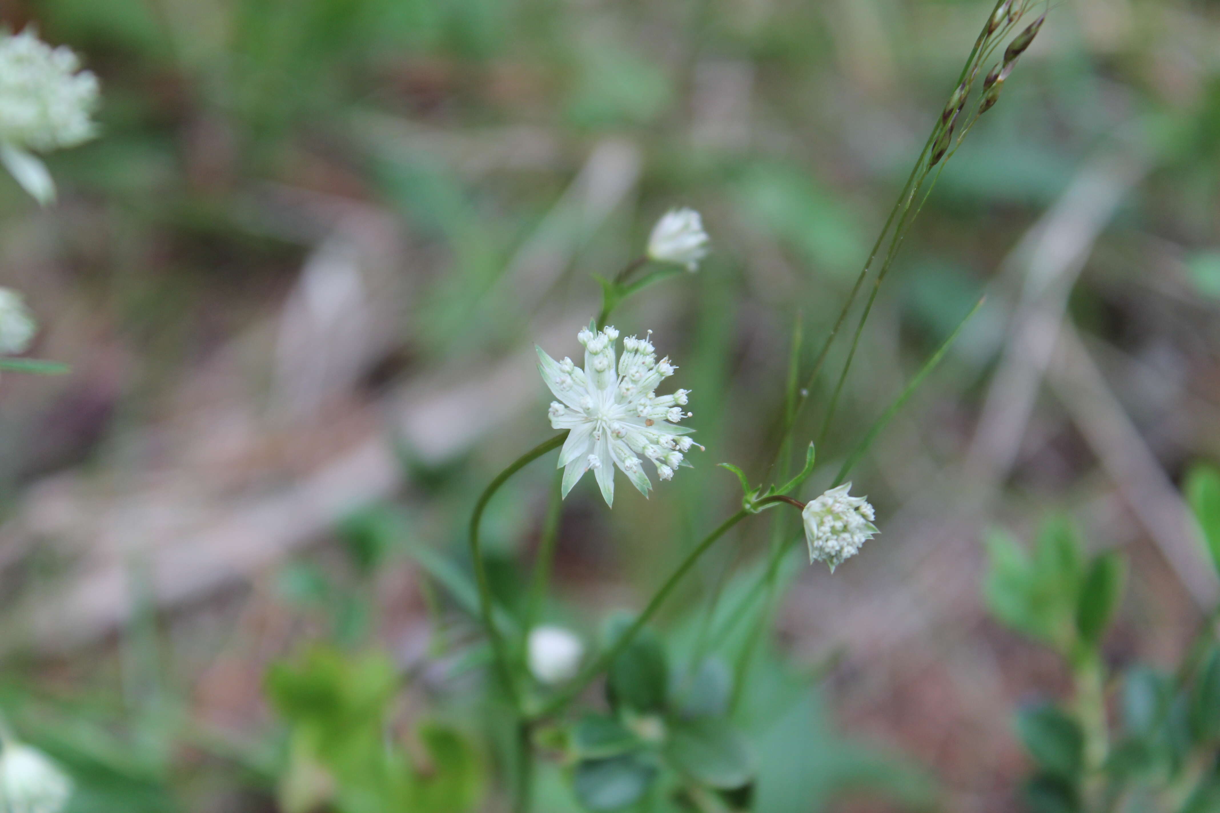 Imagem de Astrantia minor L.