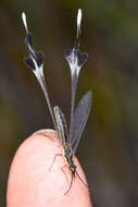 Image of thread-winged lacewings