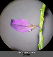 Image of tufted milkwort