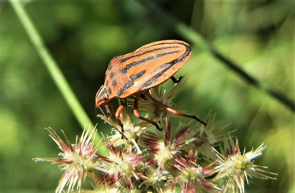 Image of <i>Graphosoma semipunctatum</i>