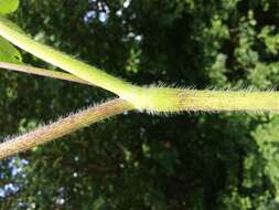 Imagem de Chaerophyllum aromaticum L.