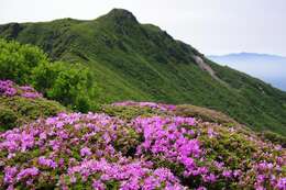 Image of Rhododendron kiusianum Makino