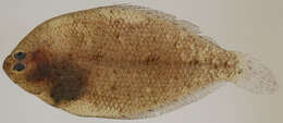 Image of Smallmouth flounder