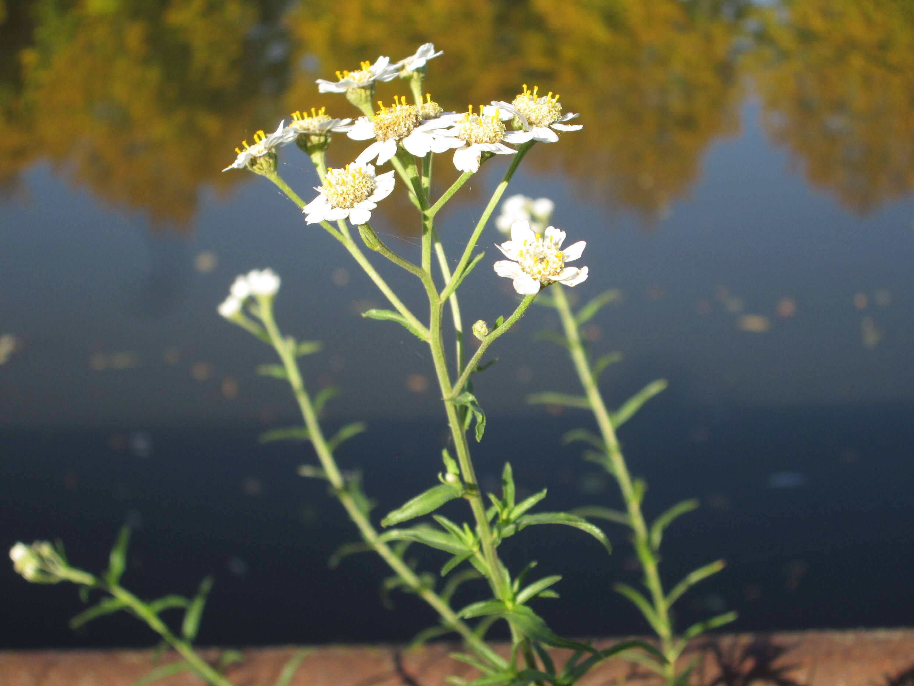 Image of Sneezeweed