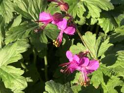 Image of spotted geranium