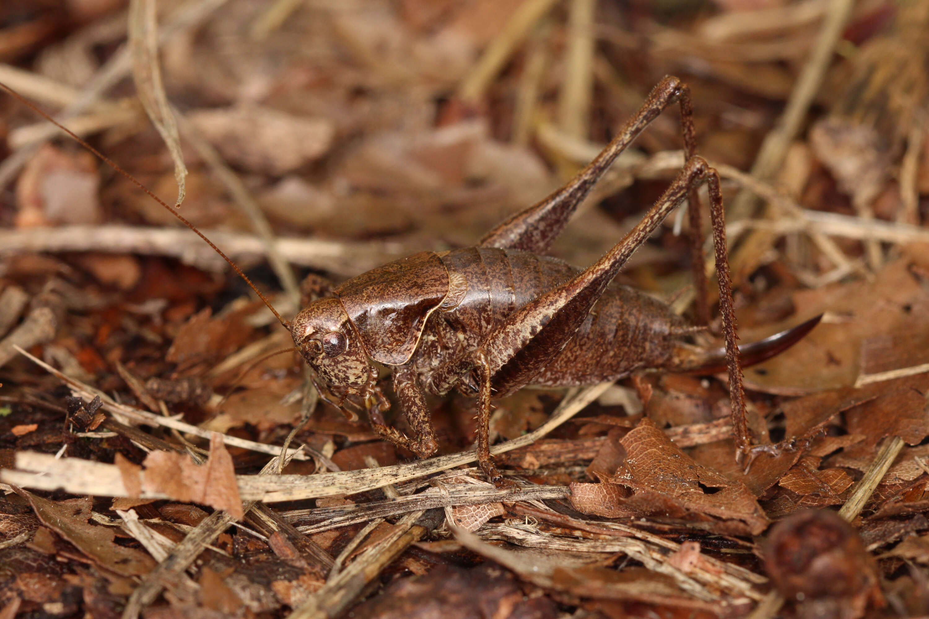 Image of dark bush-cricket