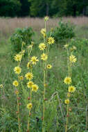 Silphium laciniatum L. resmi