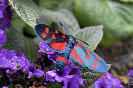 Image of Zygaena ephialtes Linnaeus 1767