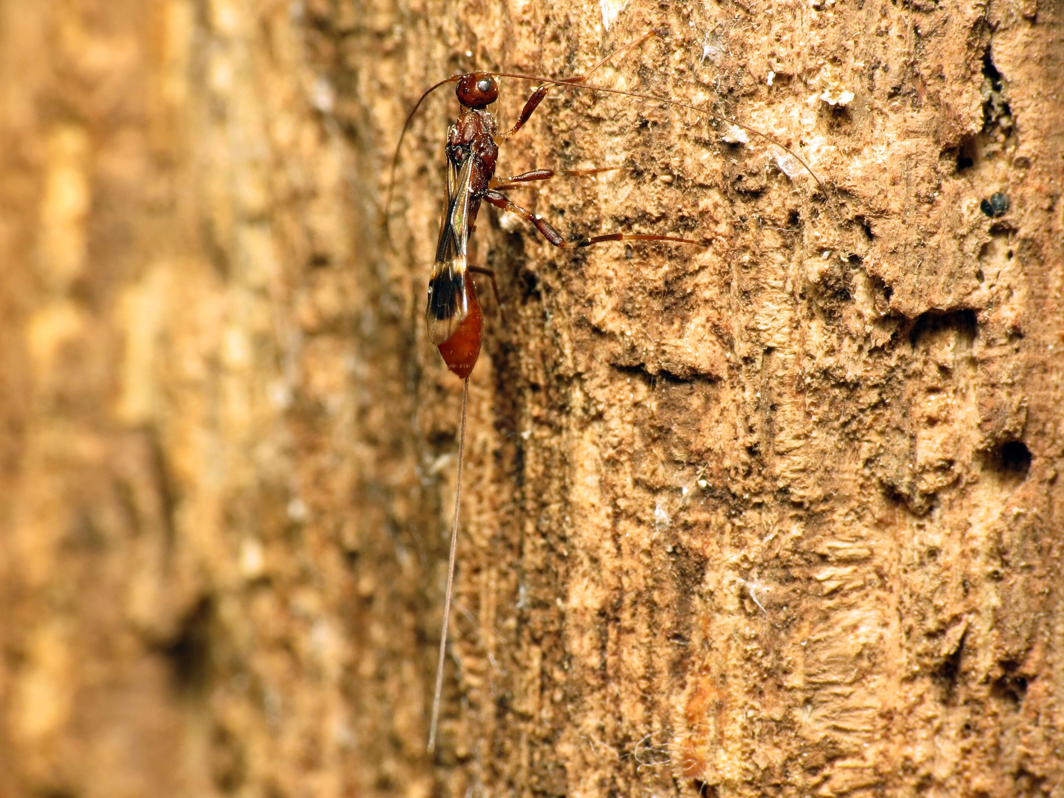 Plancia ëd Doryctinae