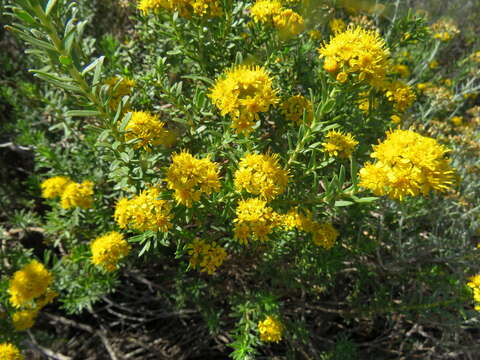 Image of Oedera genistifolia (L.) A. A. Anderberg & K. Bremer