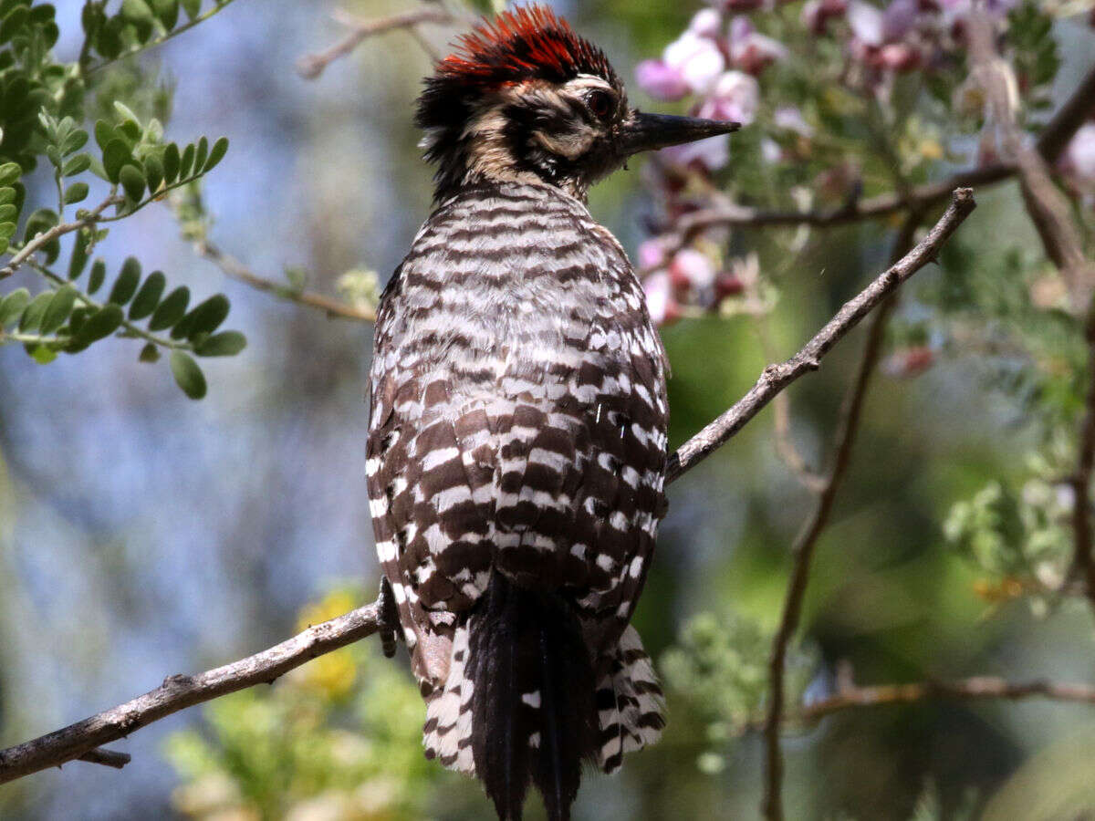 Image of Ladder-backed Woodpecker