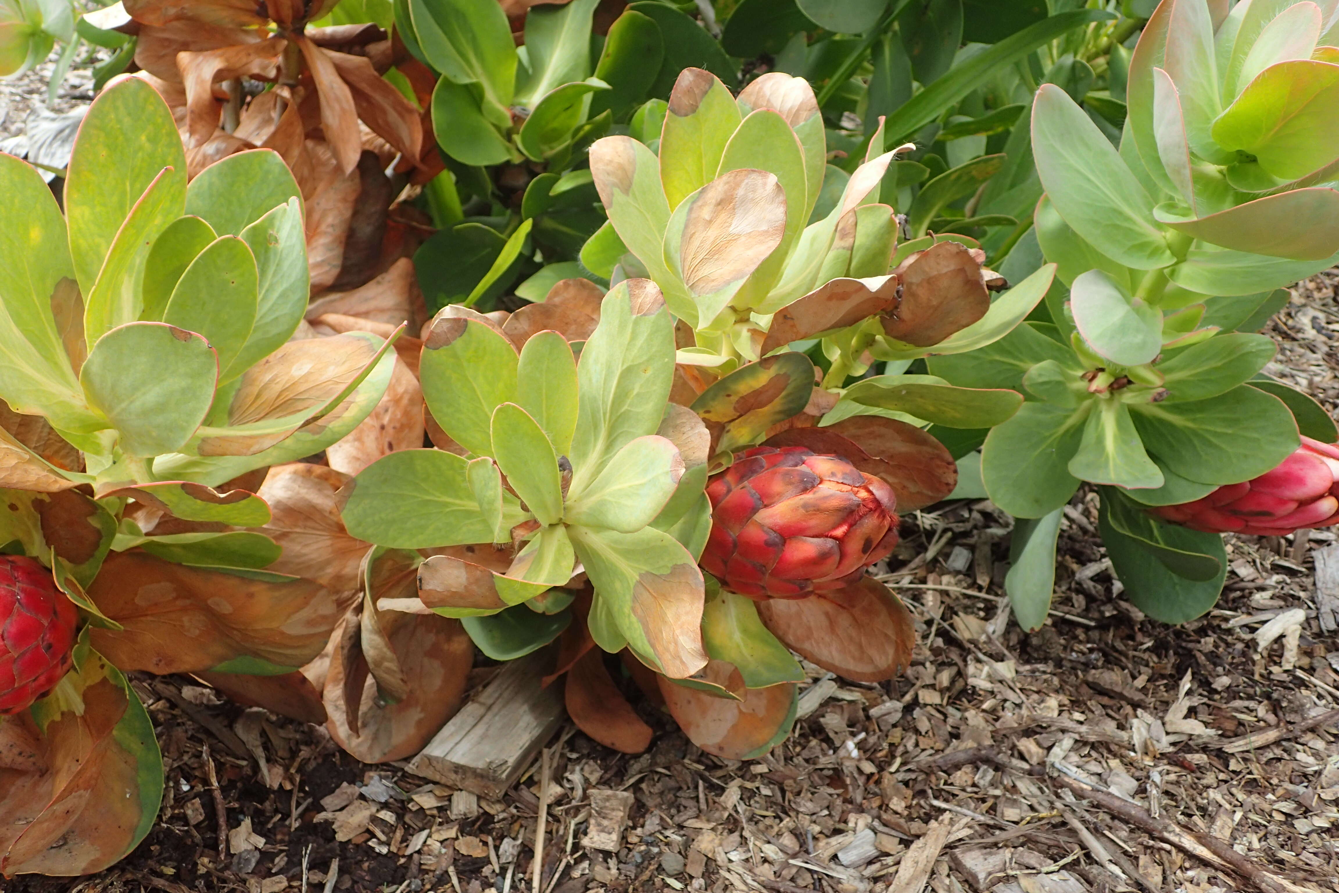 Plancia ëd Protea grandiceps Tratt.