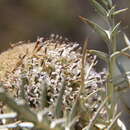 Image de Echinops giganteus A. Rich.