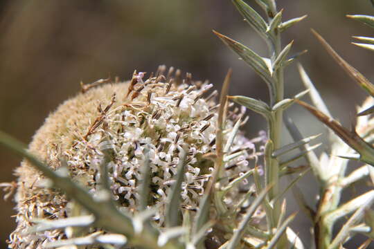 Image de Echinops giganteus A. Rich.