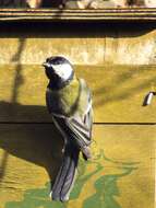 Image of Great Tit