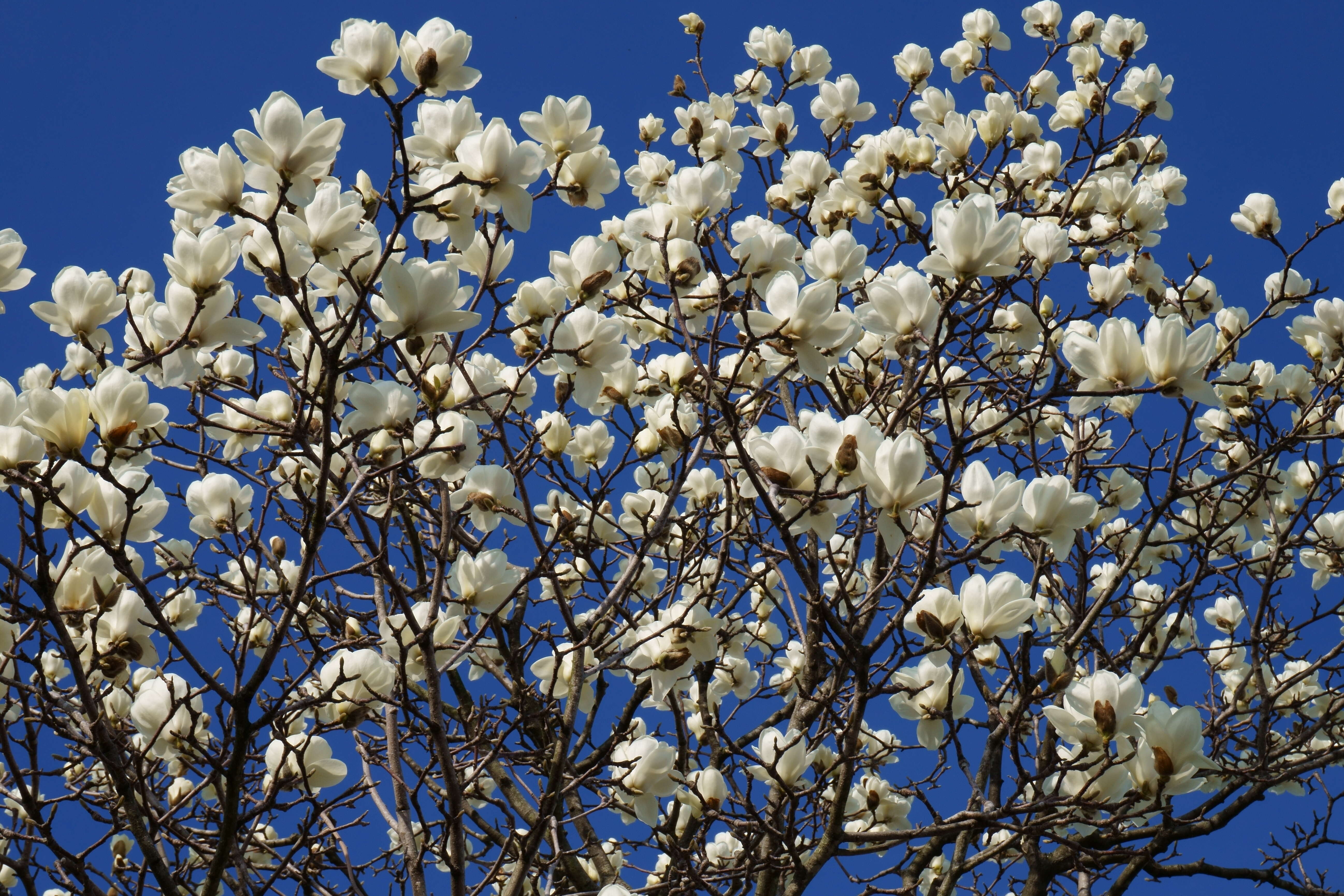 Image of Lily Tree