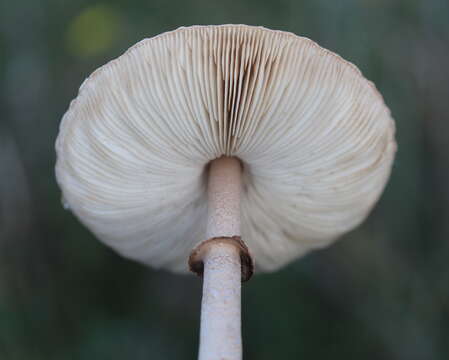 Macrolepiota mastoidea (Fr.) Singer 1951 resmi