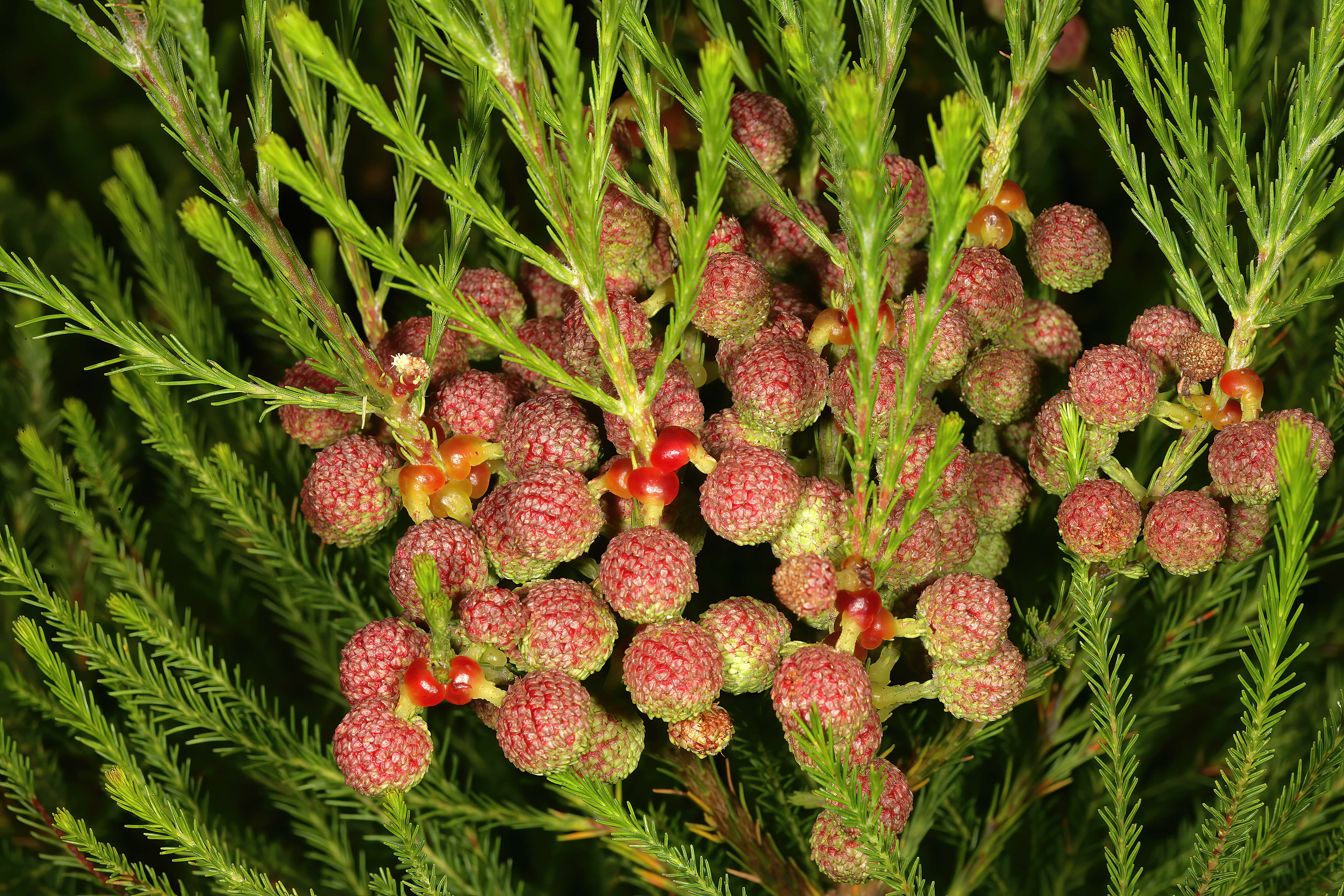 Image of Berzelia lanuginosa (L.) Brongn.