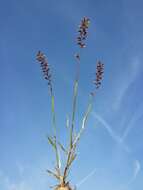 Image of stalked bur grass