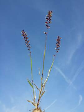 Image of stalked bur grass