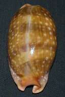 Image of Panamanian deer cowrie