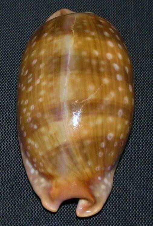 Image of Panamanian deer cowrie