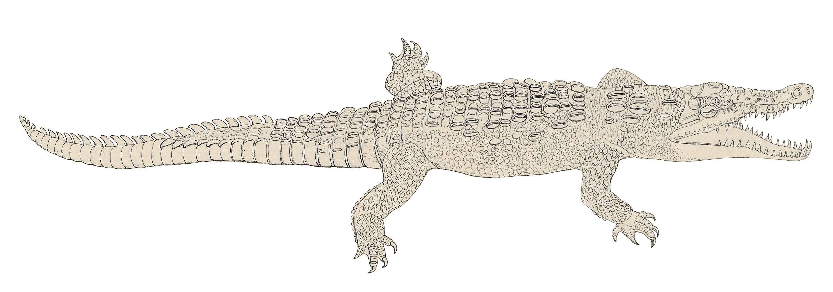 Imagem de Crocodylus acutus (Cuvier 1807)