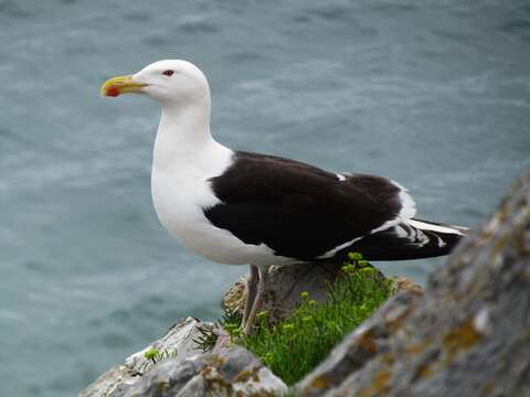 Image of Great Black-backed Gull