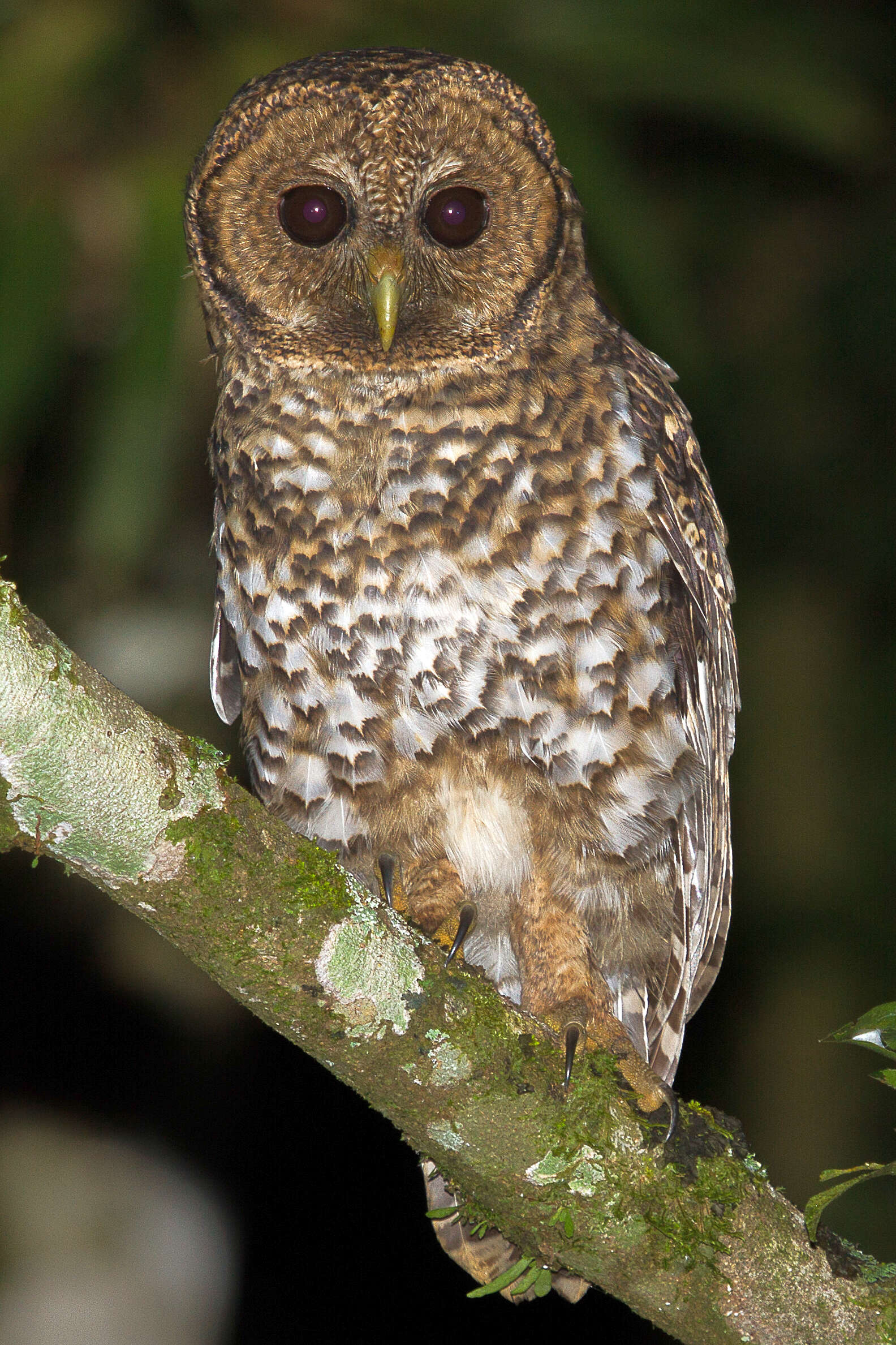 Image of Rusty-barred Owl