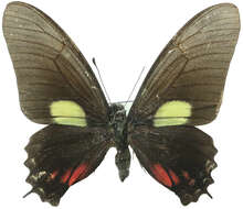 Image of Mimoides xynias (Hewitson 1875)