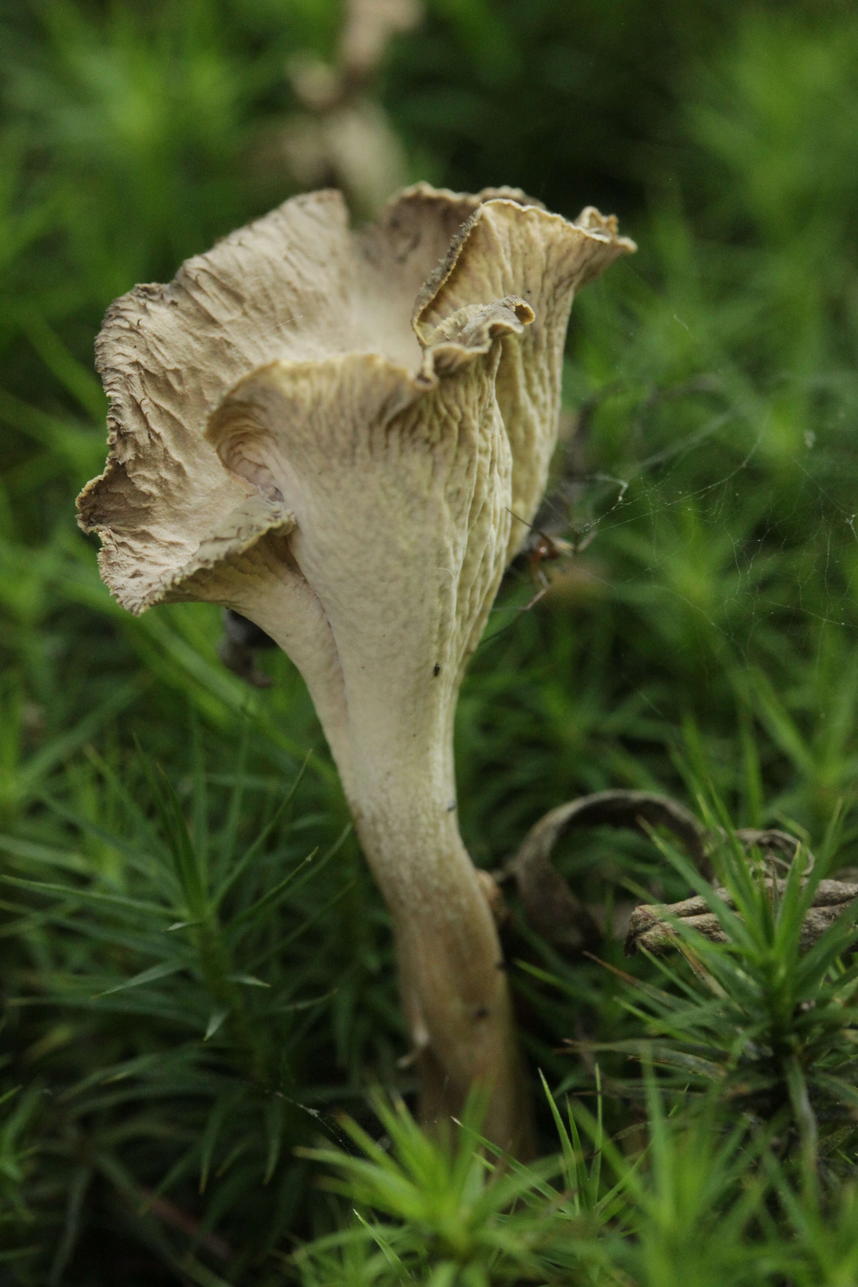 Image of Pseudocraterellus undulatus (Pers.) Rauschert 1987