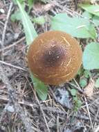 Image of Lycoperdon umbrinum Pers. 1801