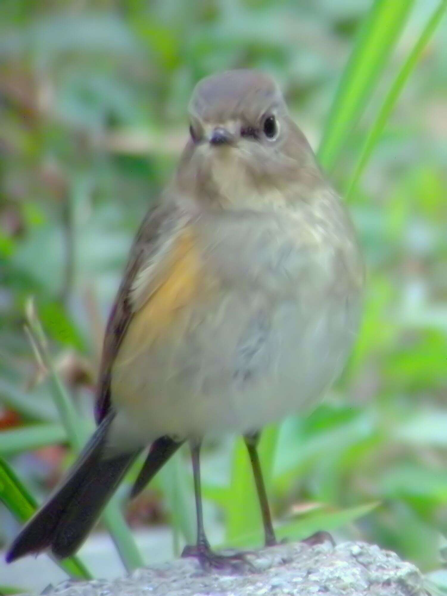 Image of Orange-flanked Bush-Robin