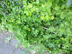 Image of celandine