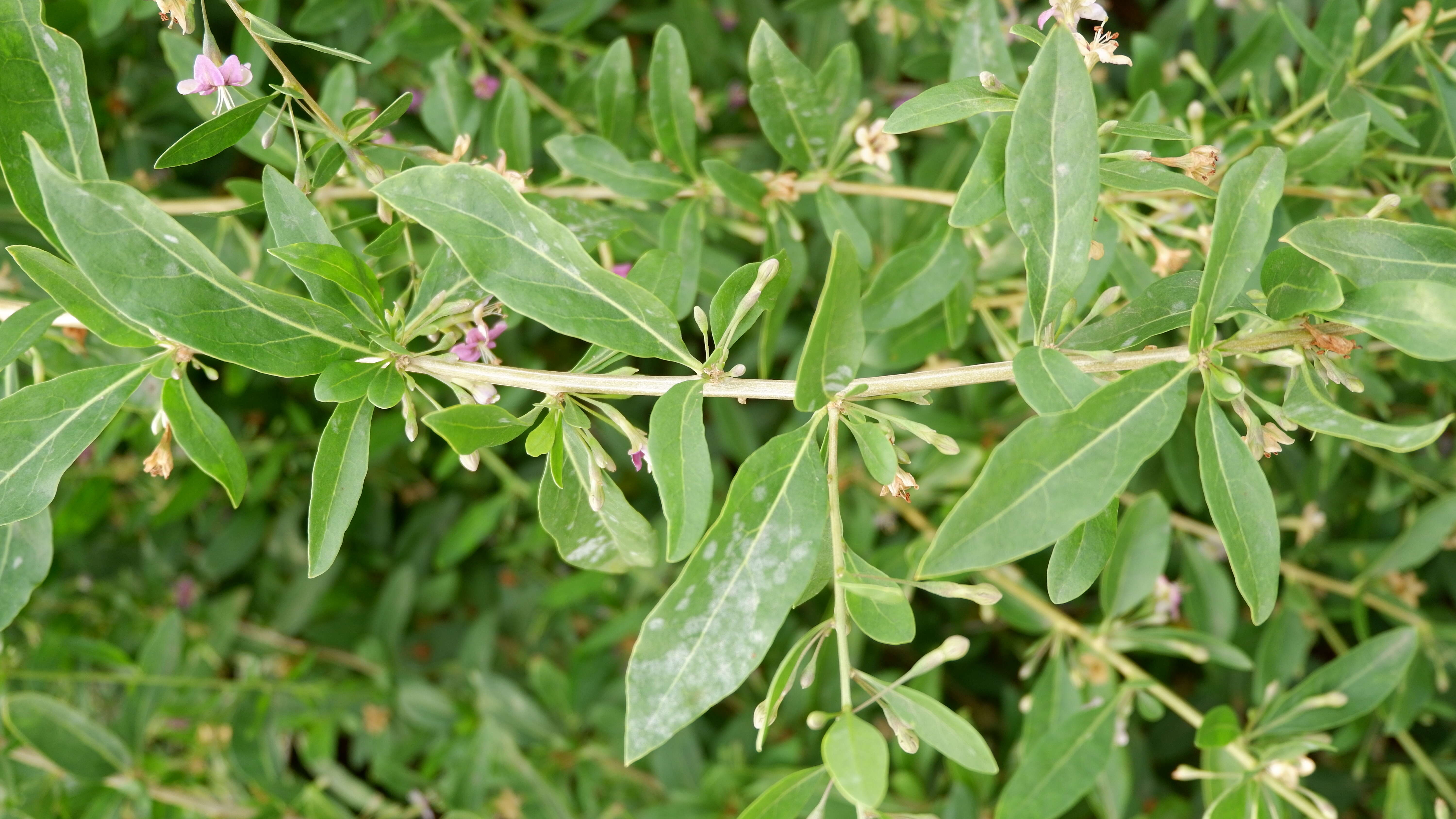 Image of matrimony vine