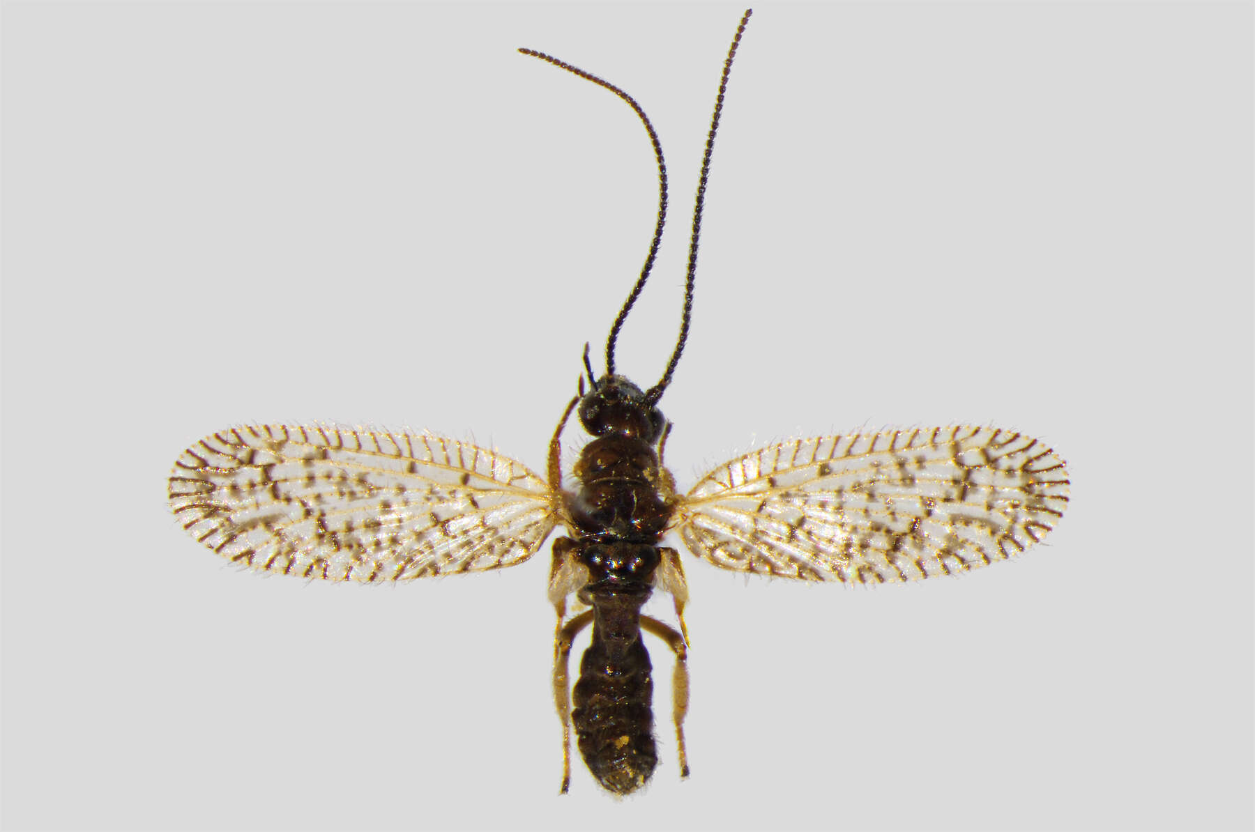 Image of Psectra diptera (Burmeister 1839)