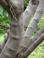 Image de Calliandra houstoniana (Mill.) Standl.