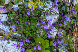 Image of Clinopodium alpinum