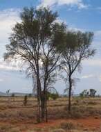 Image of Flindersia dissosperma (F. Müll.) Domin