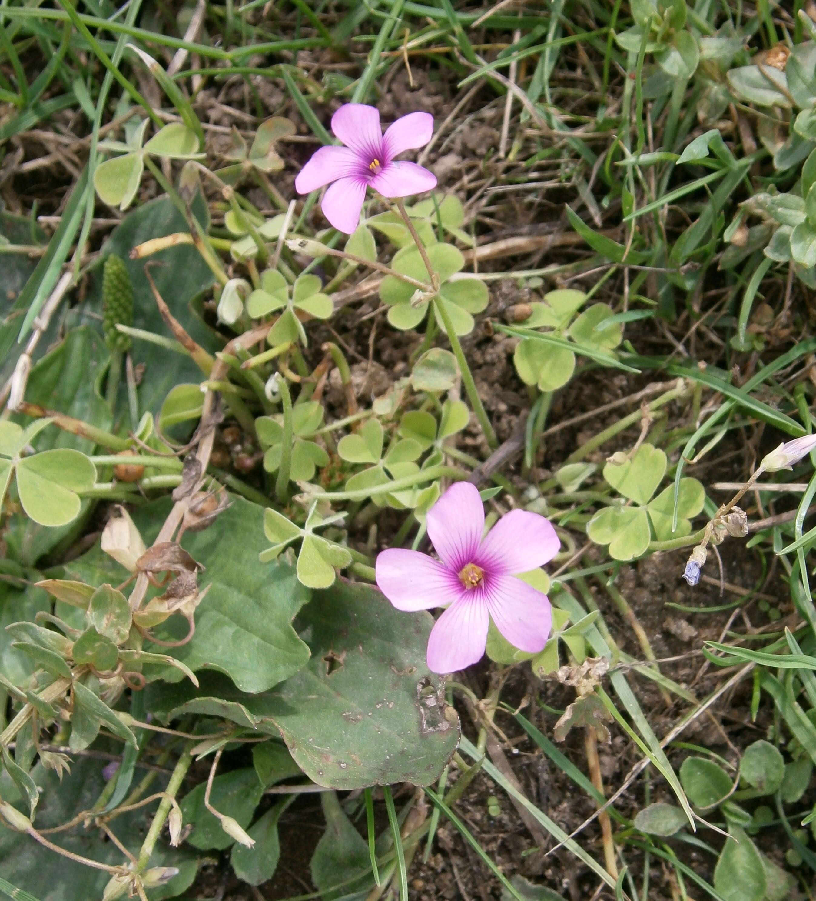 Image of Pink Sorrel