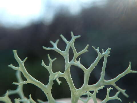 Image of ring lichen