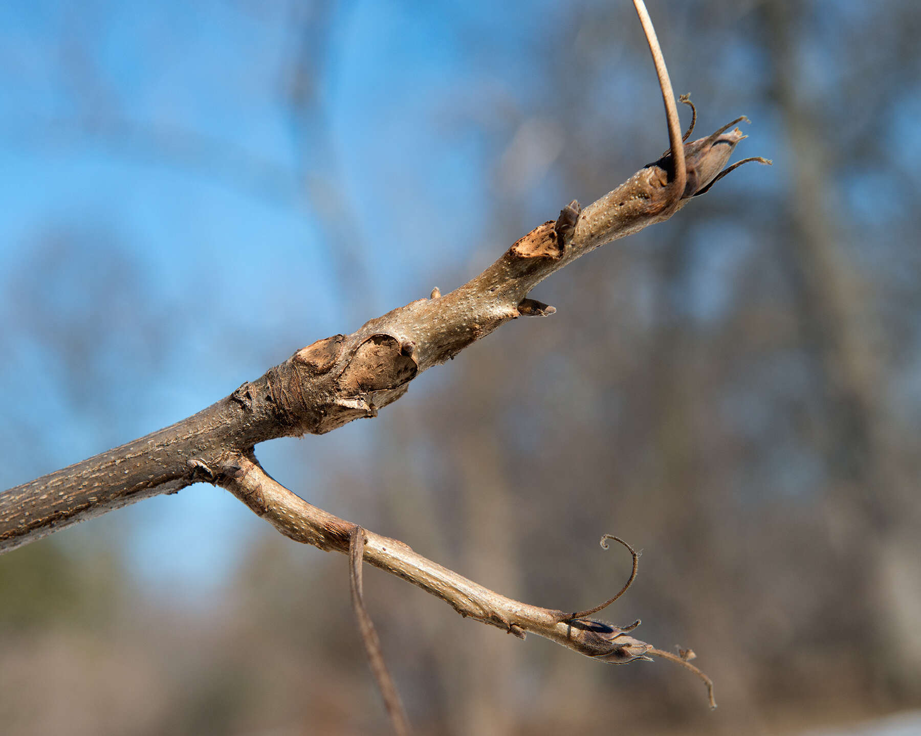 Image of shellbark hickory