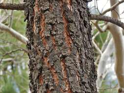 Imagem de Pinus engelmannii Carrière