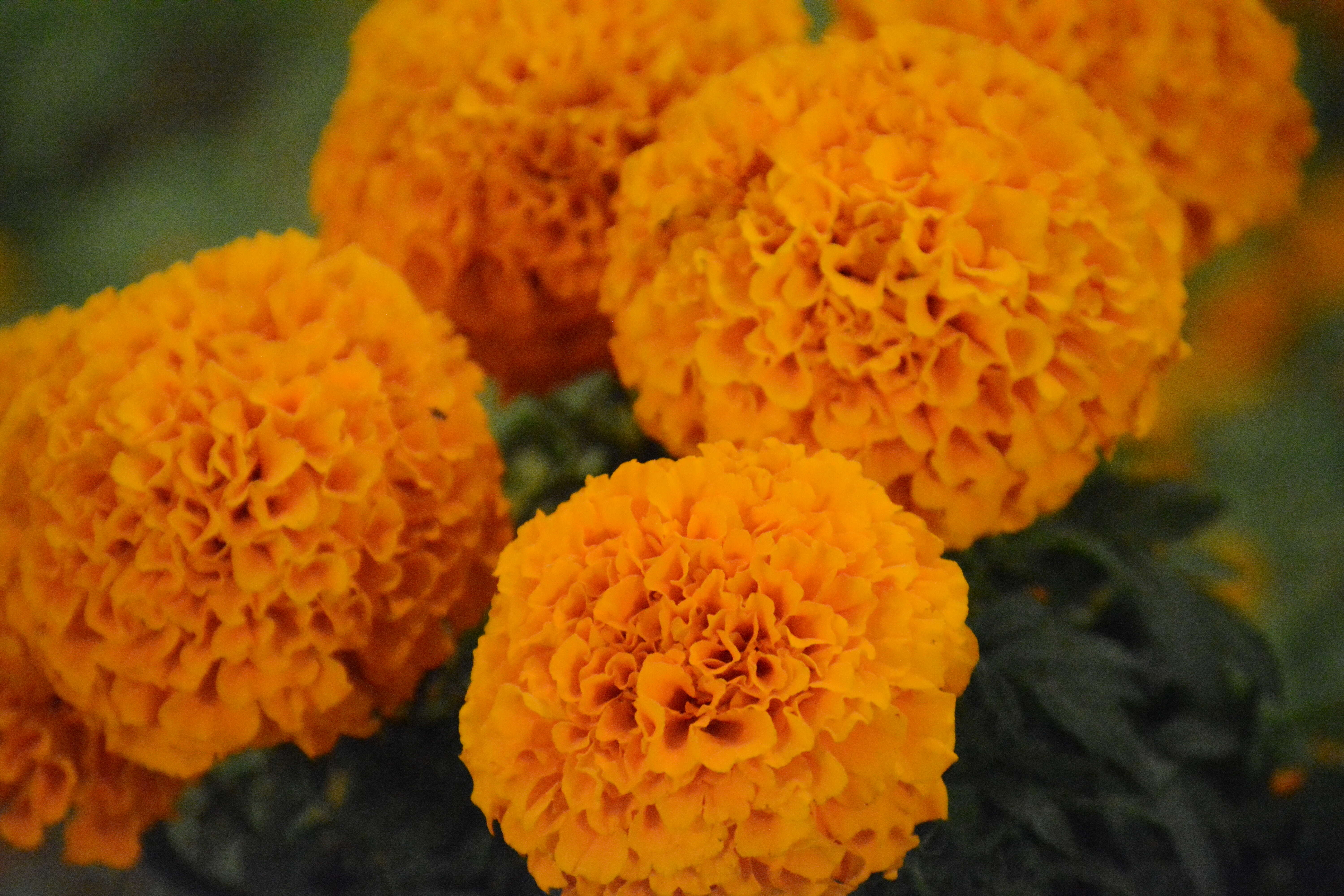 Image of French marigold