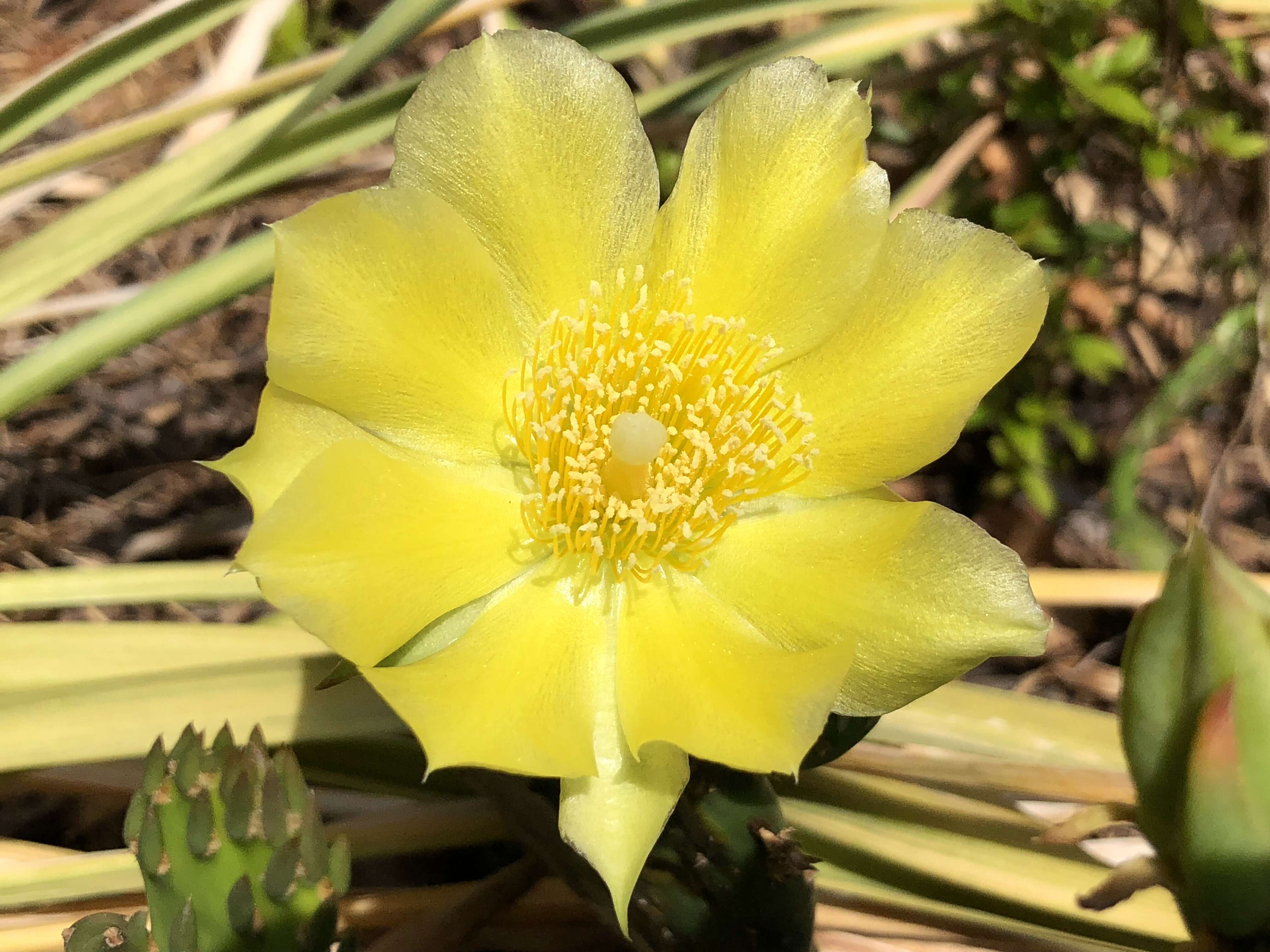 Image of Eastern Prickly Pear