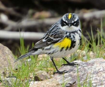 Image of Myrtle Warbler