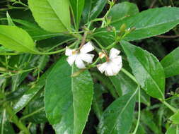 Imagem de Scaevola chamissoniana Gaud.