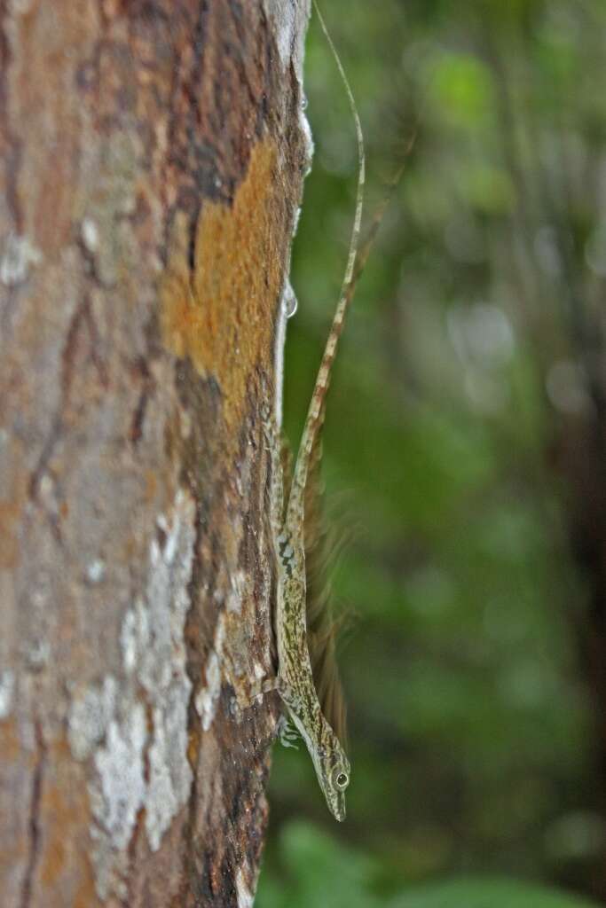 Image of Guantanamo  Anole